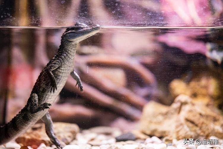 关于鳄鱼的科普知识,关于鳄鱼的科普知识点