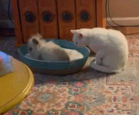 兔子霸占猫窝,兔子霸占领地