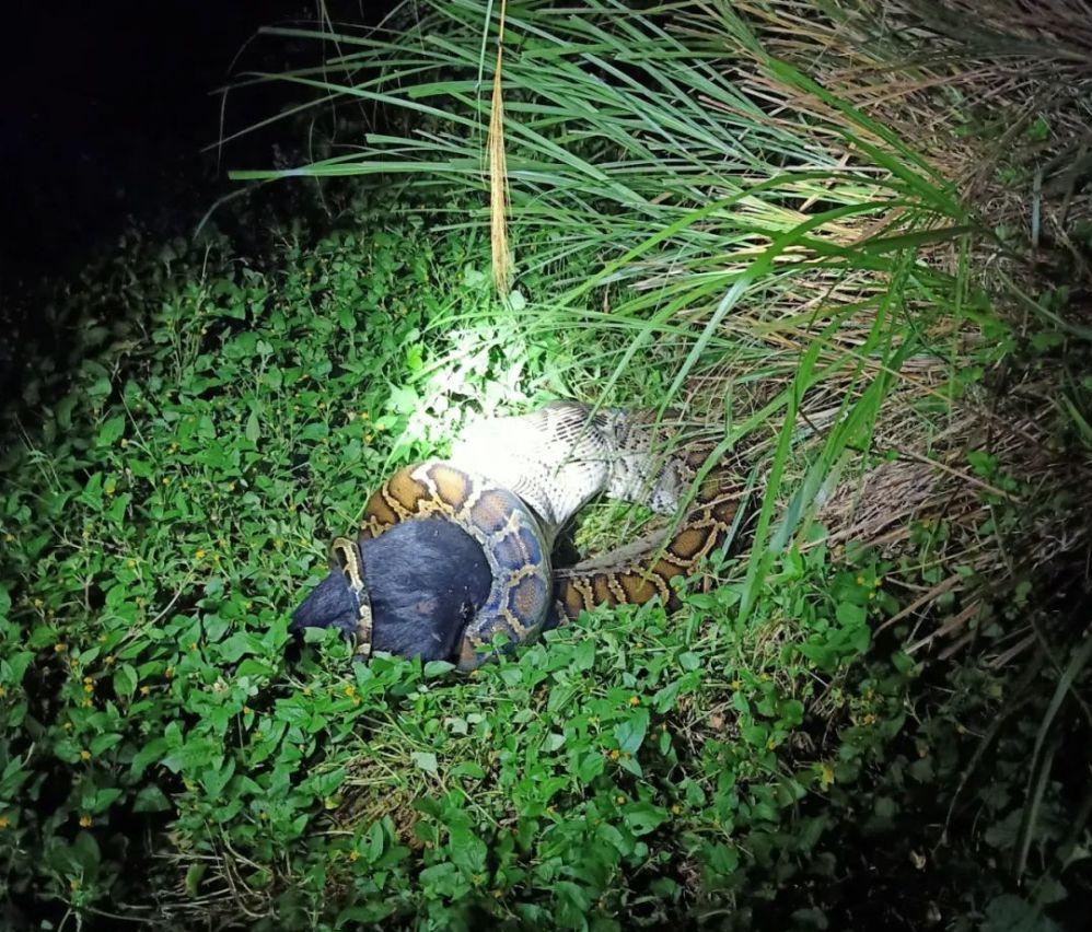 13公斤巨蟒闯入农家生吞活山羊,云南巨蟒吞了三只羊