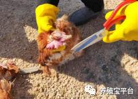 蛋鸡鼻炎跟温和型流感的区别,蛋鸡禽流感与鼻炎的区别