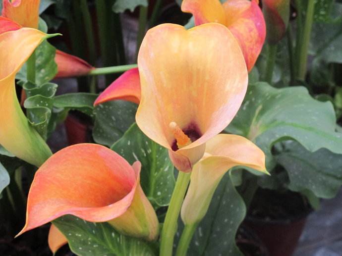 彩色马蹄莲的养殖方法和注意事项,彩色马蹄莲花为什么会滴水