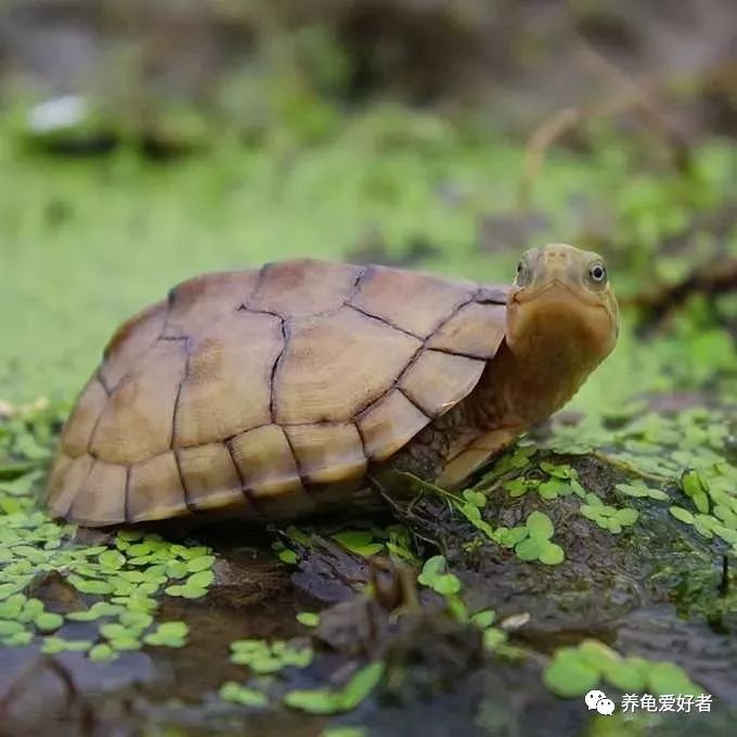 养龟异味怎么处理,养龟怎样防止臭味