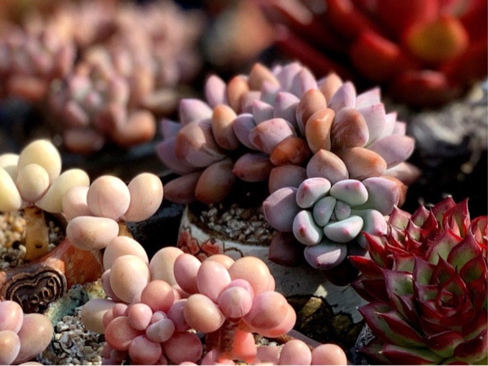 多肉植物化水是什么原因,多肉植物化水了怎么救