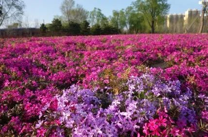 附近免费景点踏青网红打卡地,北京周边的四季花海