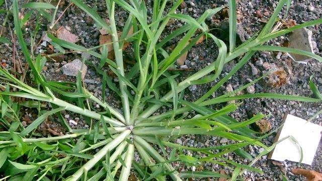 105种野草图片大全,105种野草的图片功效与作用