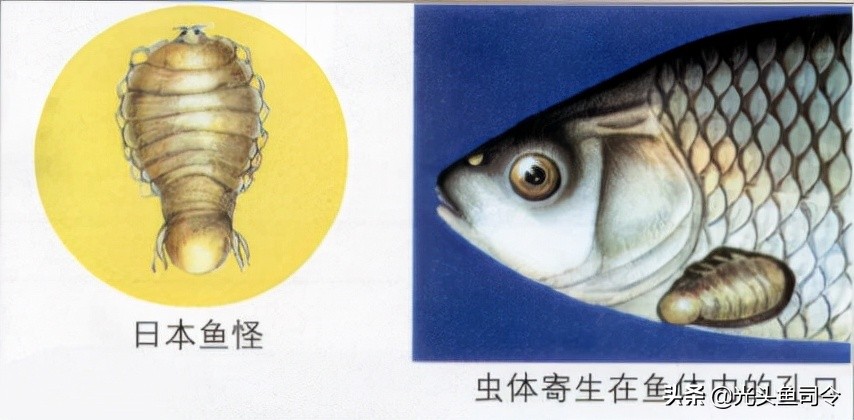 常见几种鱼体寄生虫,鱼类身上肉眼可见的寄生虫