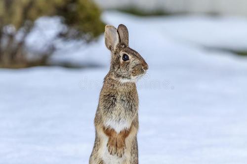兔子的食性和饮食习性有哪些特点,兔子除吃草外还会吃什么
