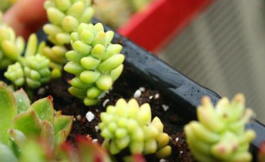新玉缀多肉怎么扦插,玉缀叶插几天可以生根