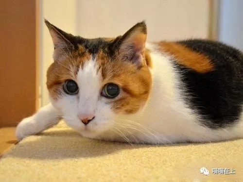 猫生病的时候有什么症状表现,猫生病了奄奄一息还能活吗