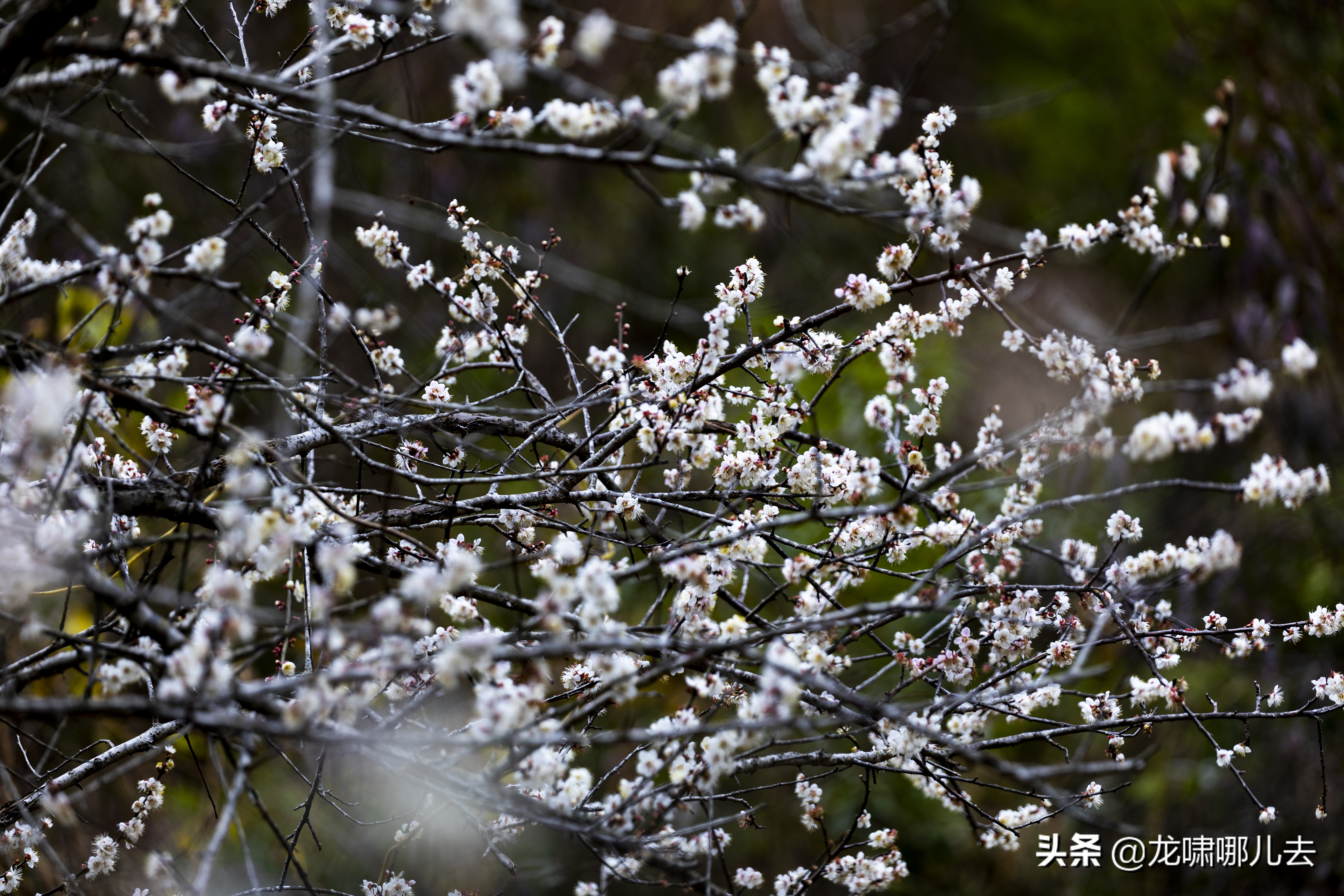 梁化梅园梅花观赏最佳时间,惠州梁化梅园看梅花时间