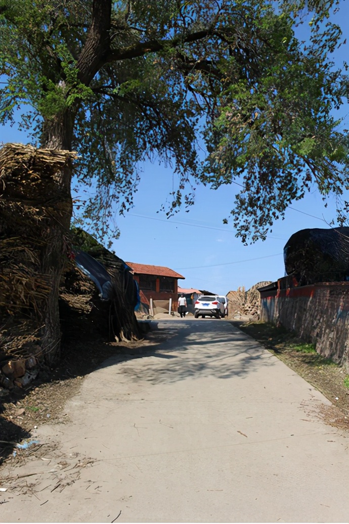 什么办法让大树快死掉,什么方法让大树死掉不留痕迹