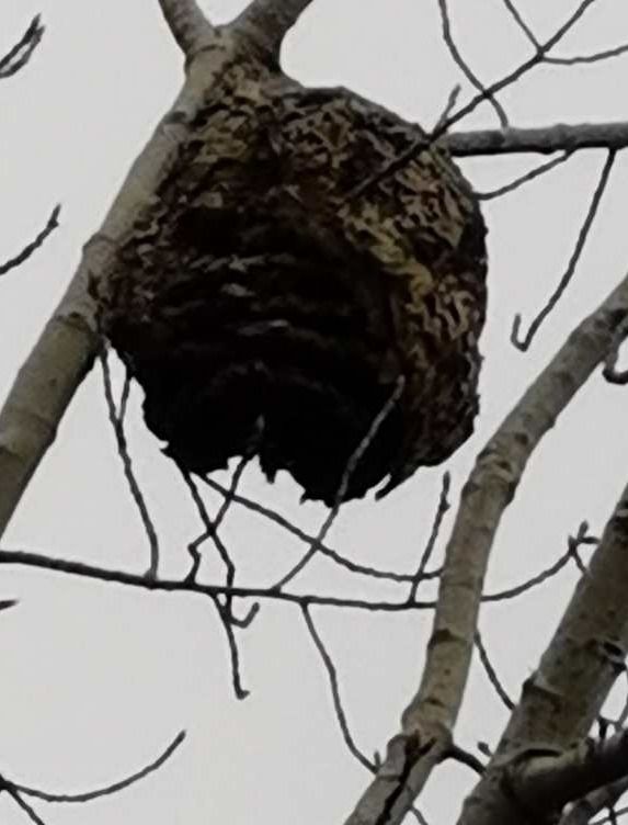 潇洒的奶奶是怎么来的,洒脱的老奶奶舞蹈视频