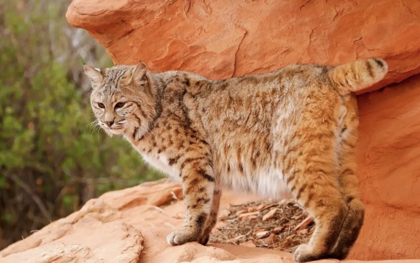 养了一年的小猫咪野性还是挺强,既然选择养小猫咪就要对它负责