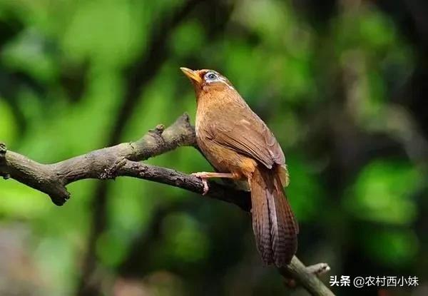 画眉鸟好坏,画眉鸟好鸟的特点图