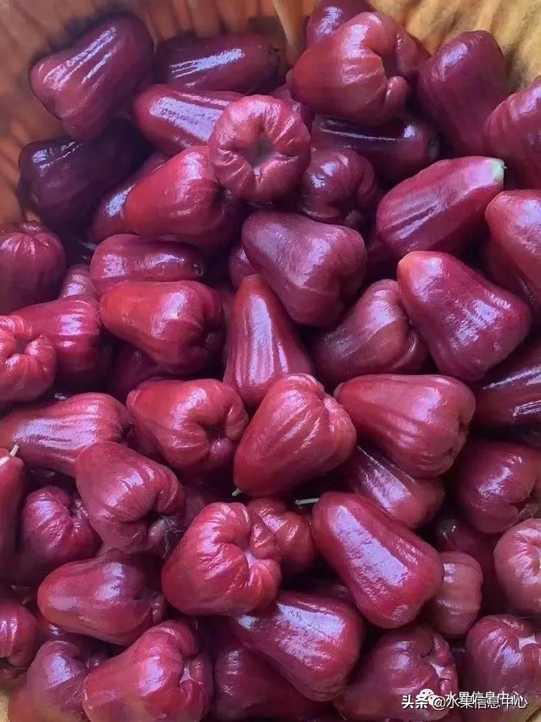 海南水果都有哪些品种图片及名称,海南水果上市时间表赶快收藏吧