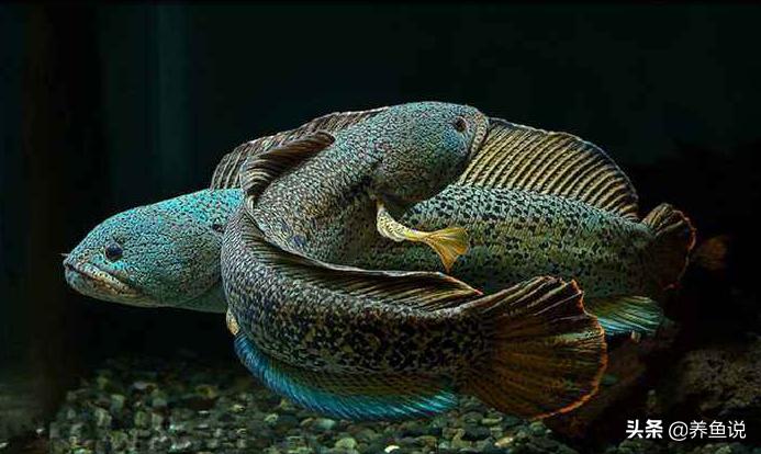 颜值超高超级好养的观赏鱼,既小又好养寿命又长的观赏鱼