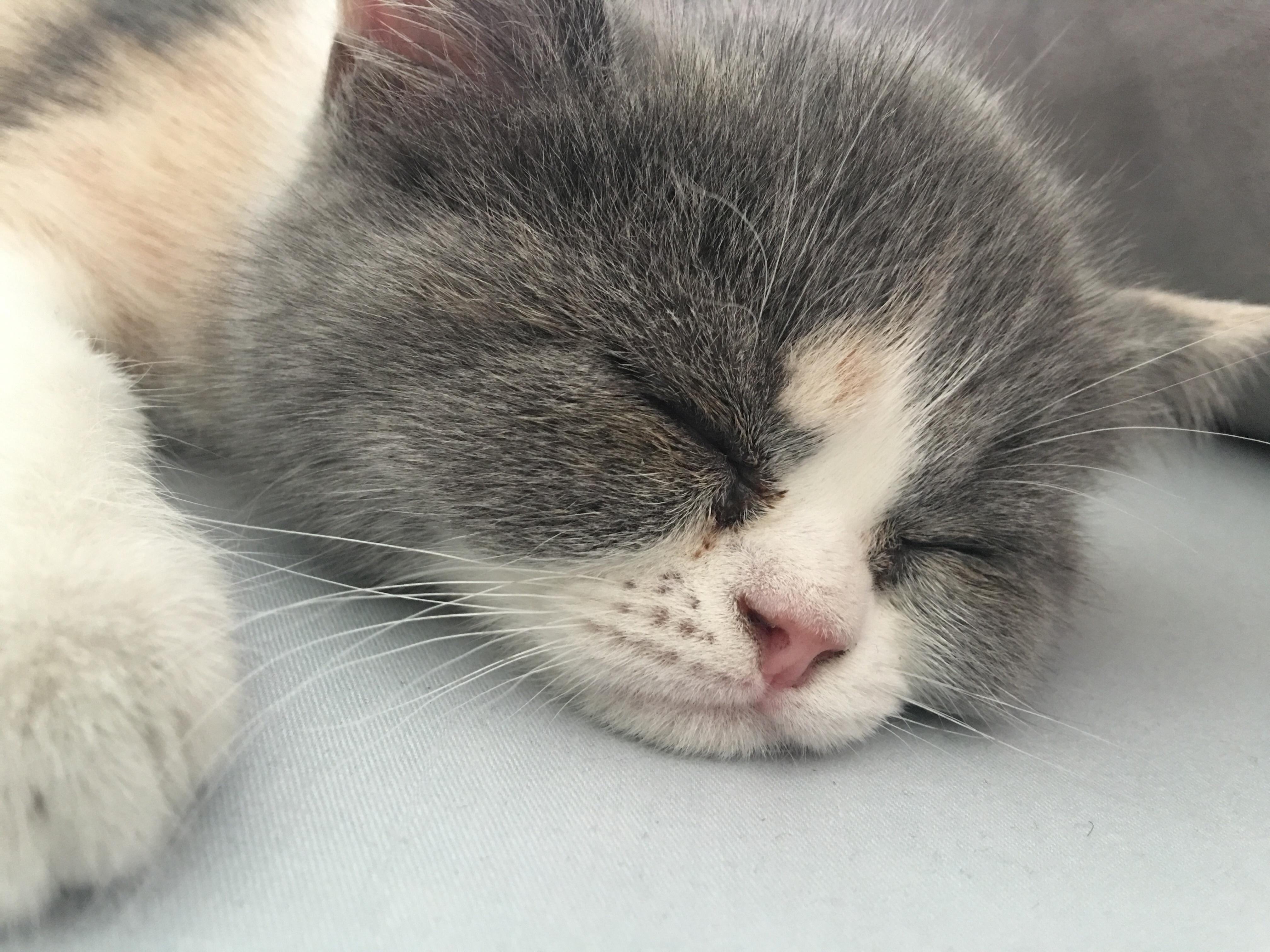 猫咪为什么有泪痕怎么解决,所有猫咪都有眼屎么