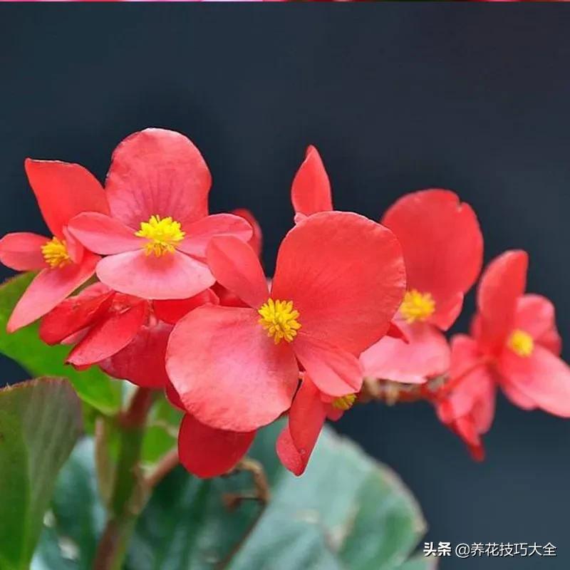 四季海棠花春天几天浇一次水,四季海棠怎么养才能长得茂盛