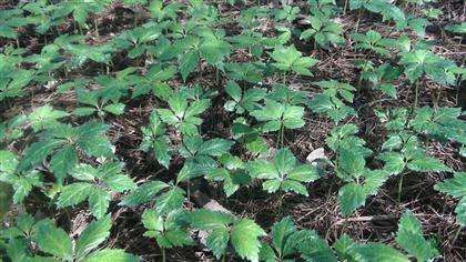 三七根腐病的发病原因,三七根腐病症状有哪些