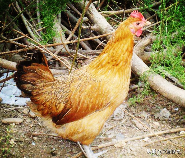 江西省最大县是哪里,江西省最大的十个县