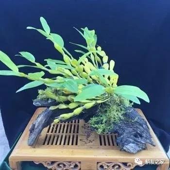 石斛兰用苔藓包着水培不烂根吗,石斛兰花烂根要怎么挽救