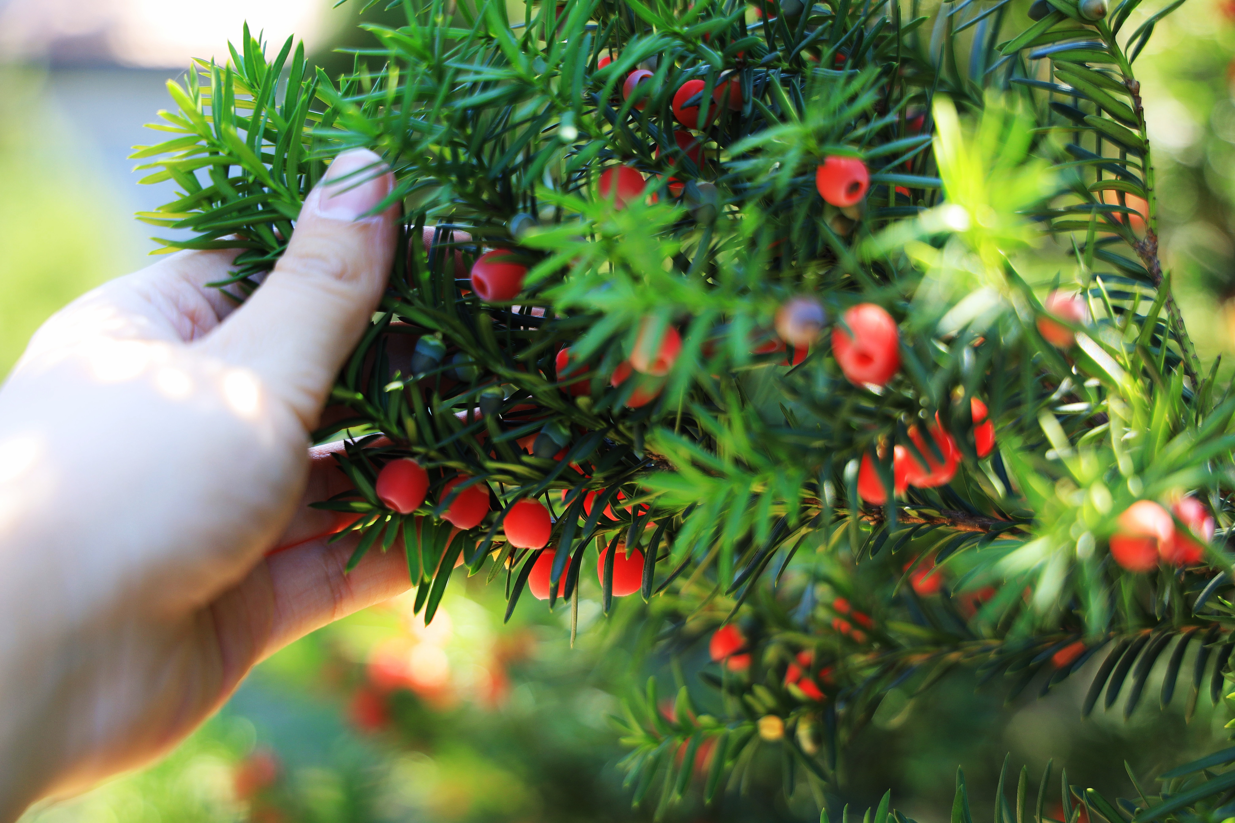 红豆杉黄叶掉叶是怎么回事,红豆杉有黄叶是什么原因