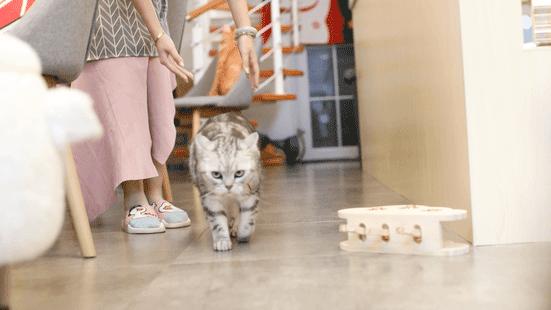 适合带猫咪下午茶好去处,佛山南海区猫咪推荐