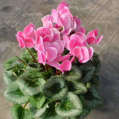 北方冬季地栽花卉,北方如何养护鲜切花