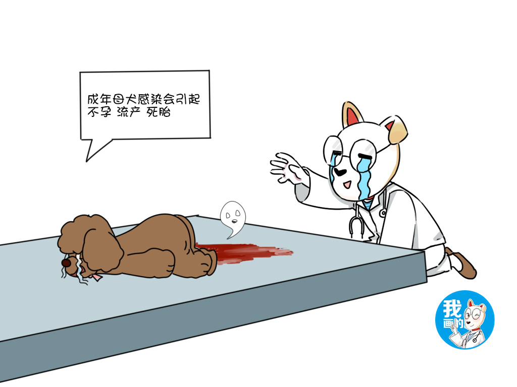 新生小狗患犬疱疹怎么治疗,刚出生22天的小狗疱疹怎么引起的