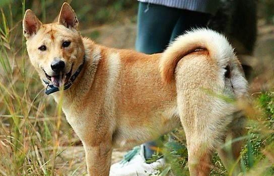 我的少年伙伴，七窍玲珑神犬——欢欢