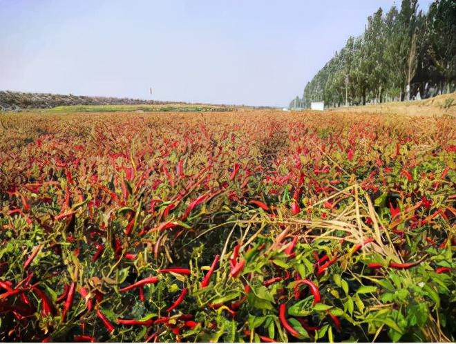女大学生返乡创业开农庄,女大学生回村创业变成富婆