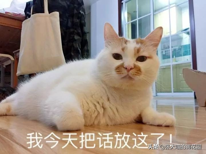 辟谣猫咪的六个谣言,辟谣猫咪并非黑夜都能看得清