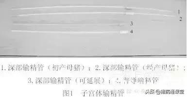 如何快速的找到人工授精的方法,人工授精的方法和步骤图