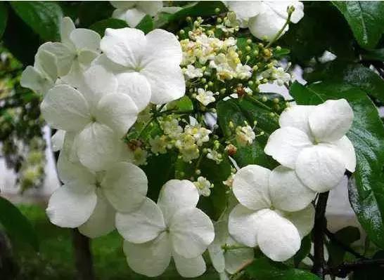 怎么培养花蝴蝶,培育蝴蝶小苗的方法