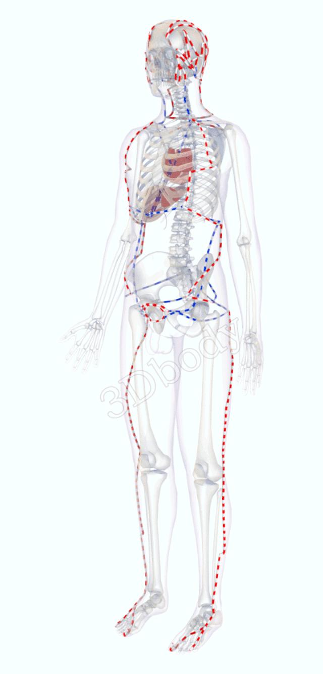最新经络图精美3d动态循行图,经络3d动态循行图怎样制作