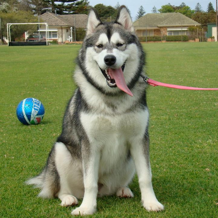 中国有什么名贵的狗,俄罗斯名贵狗价格