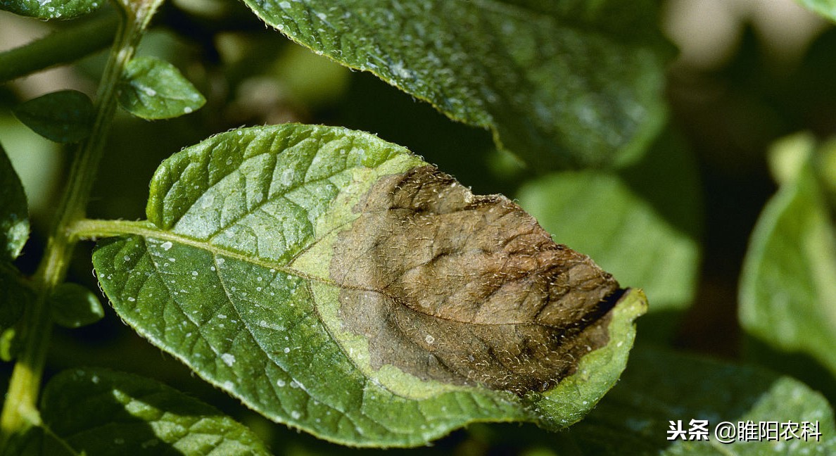 晚疫病和霜霉病特效农药一样吗,能防治霜霉病的药都能防治疫病吗
