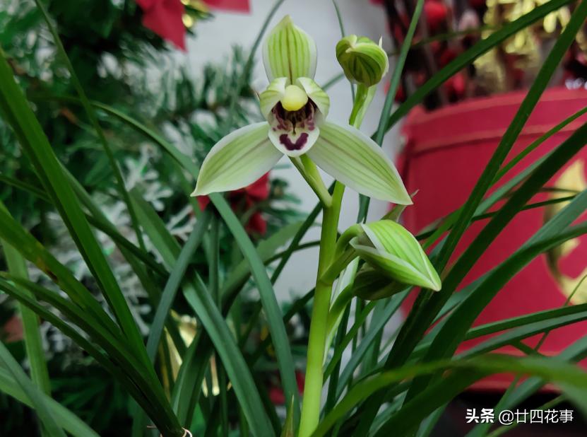 赤诚兰花上盆技巧,兰花如何养出爆盆的水晶根