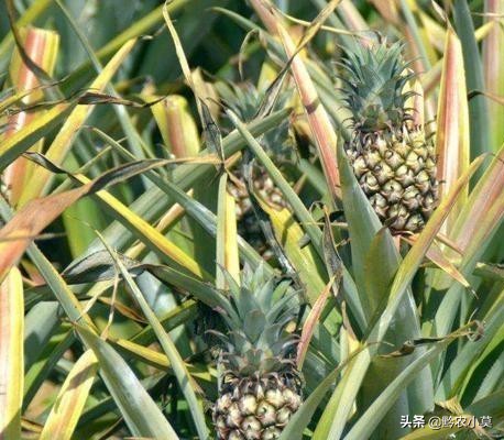 种植菠萝头多久能长出菠萝,种植菠萝怎么避免菠萝上水