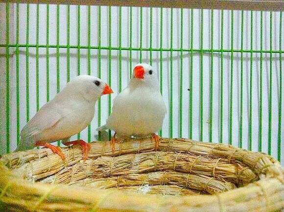 金丝雀鸟品种大全,金丝雀鸟图片及鸣叫