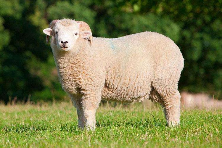 秋冬高颜值保暖围巾推荐,羊毛围巾的保暖方法