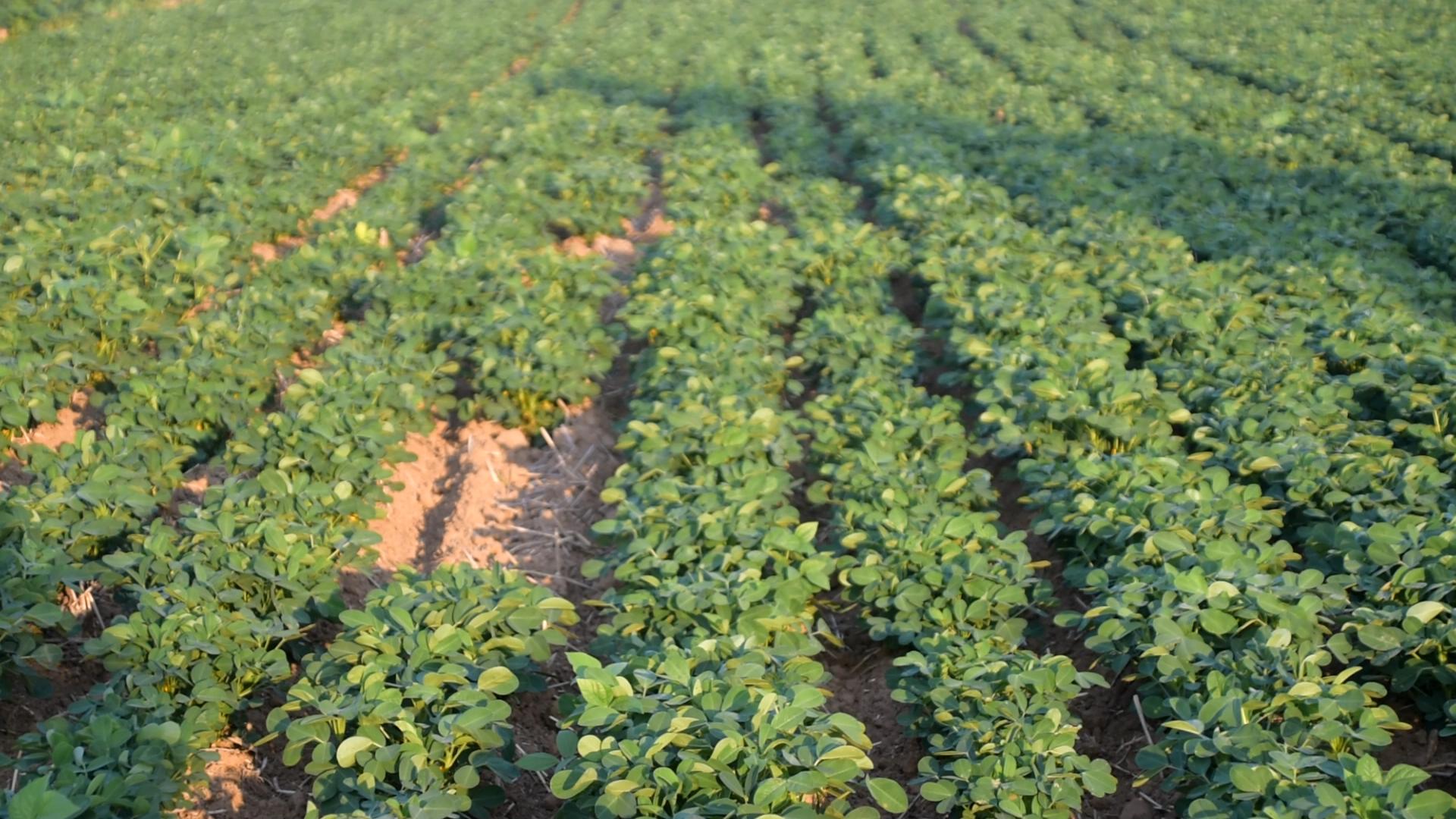 用什么药打花生可以使花生高产,花生高产五步走增产增收有保证