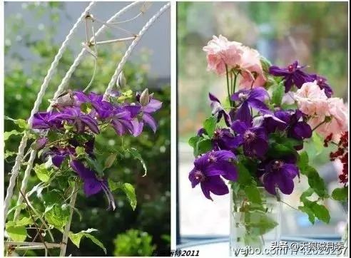 天气回暖，春雨滋润，致命的铁线莲病虫害也来了！