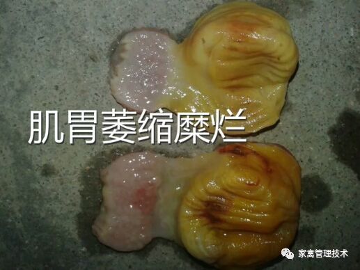 大鸡拉血是怎么回事,鸡拉血是什么原因引起的