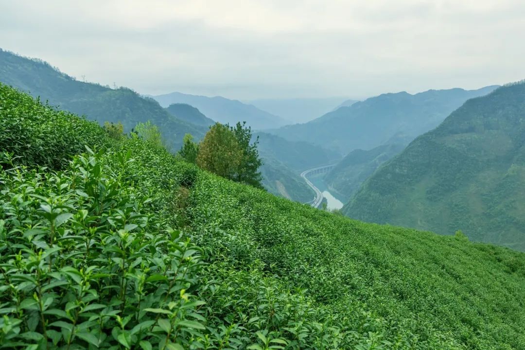 中茶和紫阳茶,紫阳的茶好还是平利的茶好