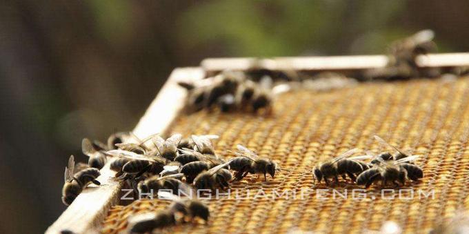 蜜蜂春繁起止时间表,蜜蜂春繁什么时候开始加脾