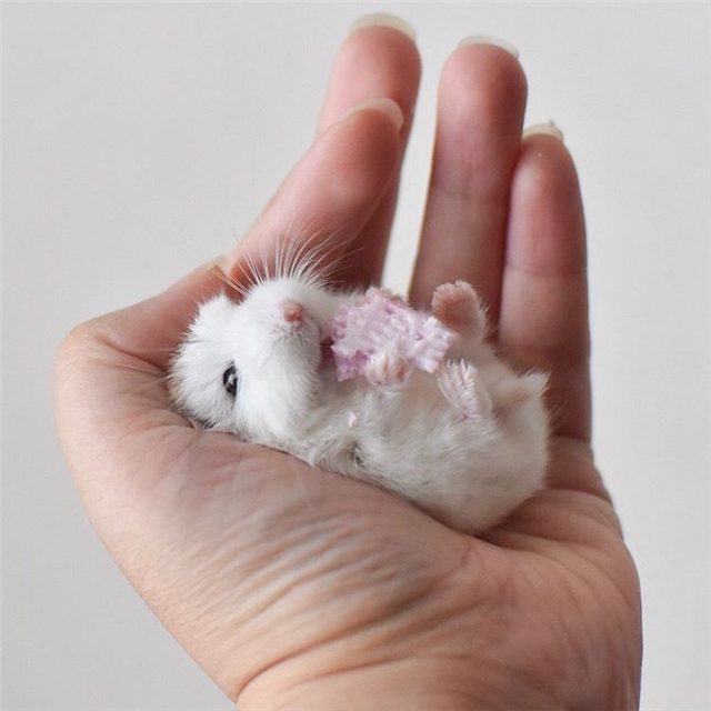 仓鼠躺着吃美食，吃完后鼠鼠笑容满面，饲主却心很累