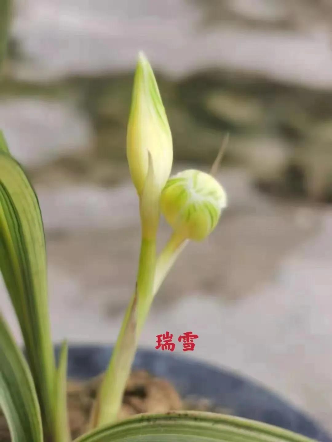 瑞雪兰花是什么品种,瑞雪兰花市场价多少