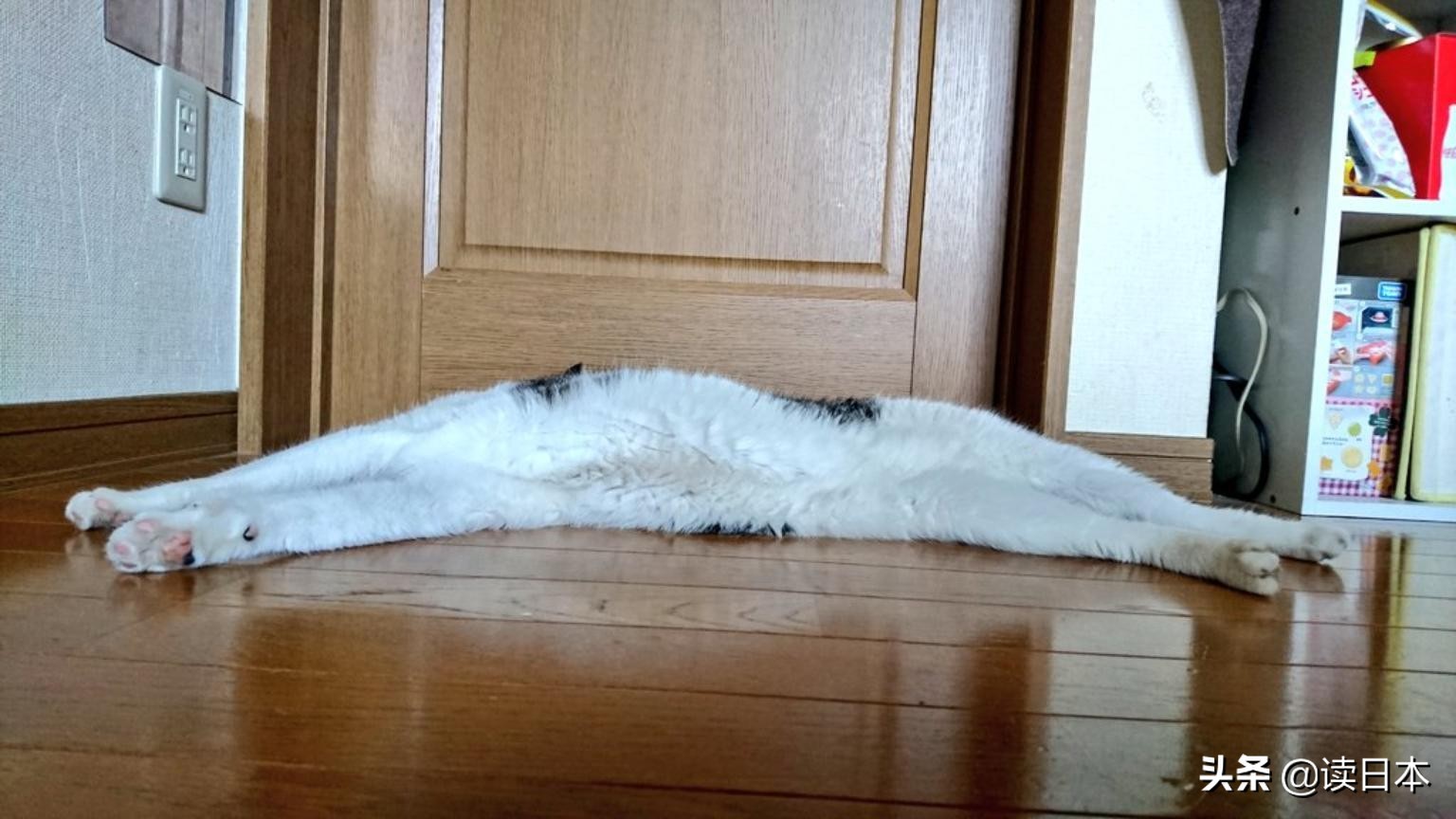 沙雕手办日本小哥,日本沙雕手办小哥哥