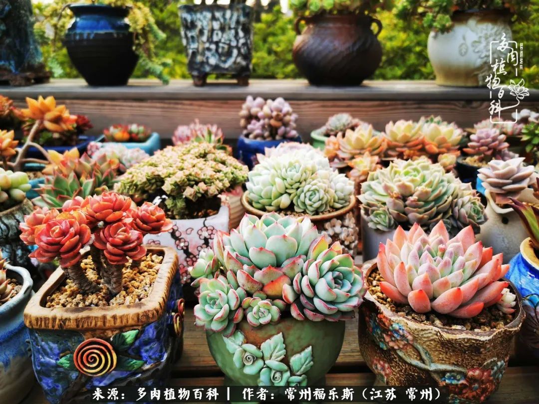 多肉是一处景物吗,多肉也有一道靓丽的风景